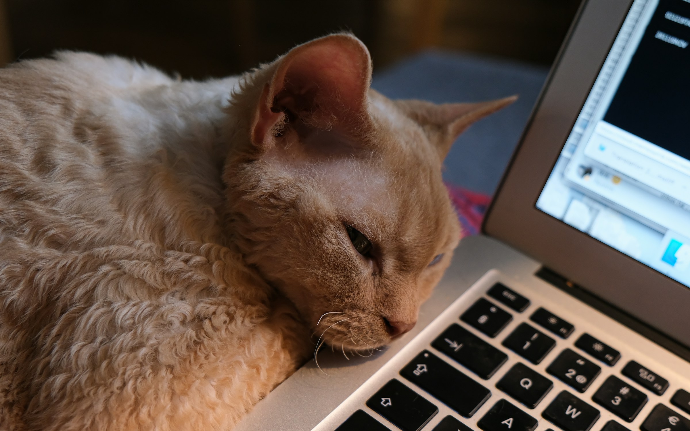 A small, brown cat sleeping with its head rested on the edge of a laptop keyboard